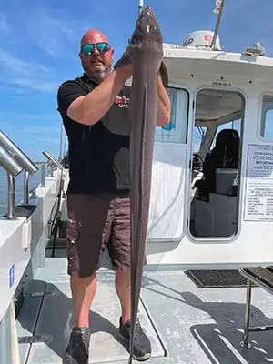 Conger eel
