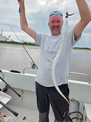 Silver eel
